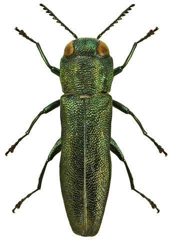 Agrilus obscuricollis